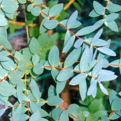 Eucalyptus parvifolia